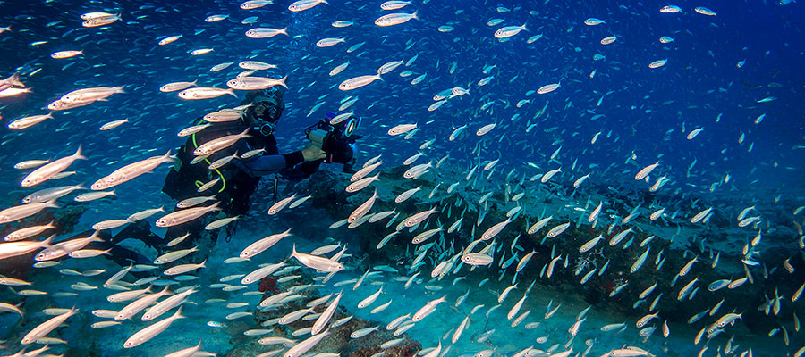 Diving in the unterwater world of Fuerteventura