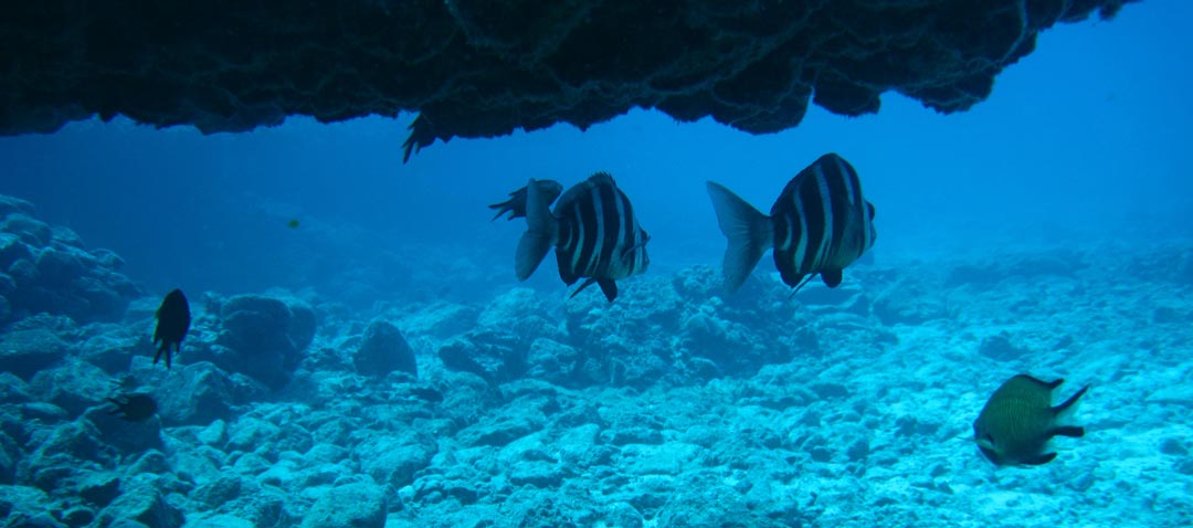 diving on fuerteventura fishes under water
