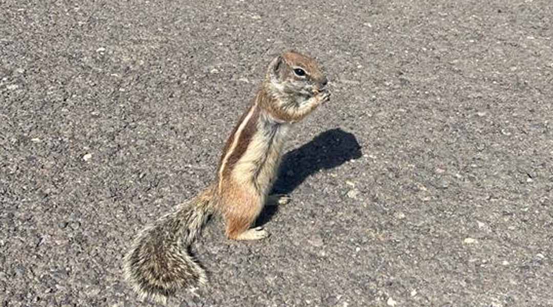 Tiere auf Fuerteventura: stehendes Atlashörnchen