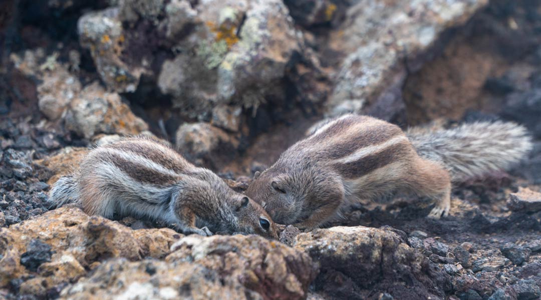 Tiere auf Fuerteventura Atlashörnchen