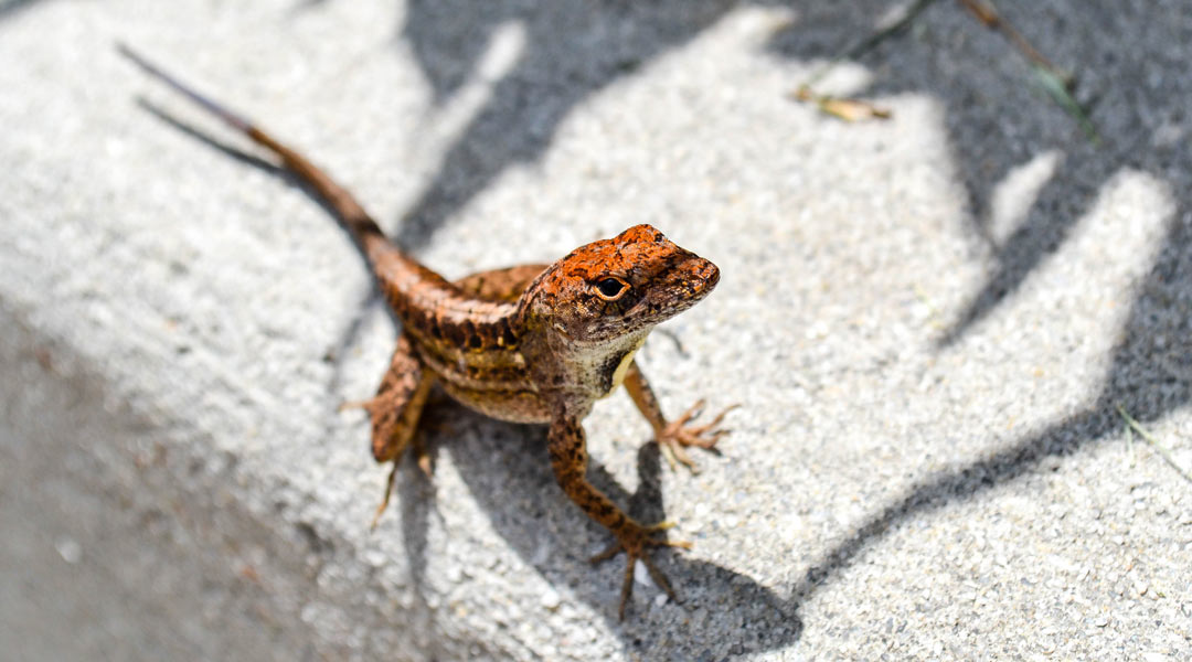 Tiere auf Fuerteventura Kanarische Eidechse