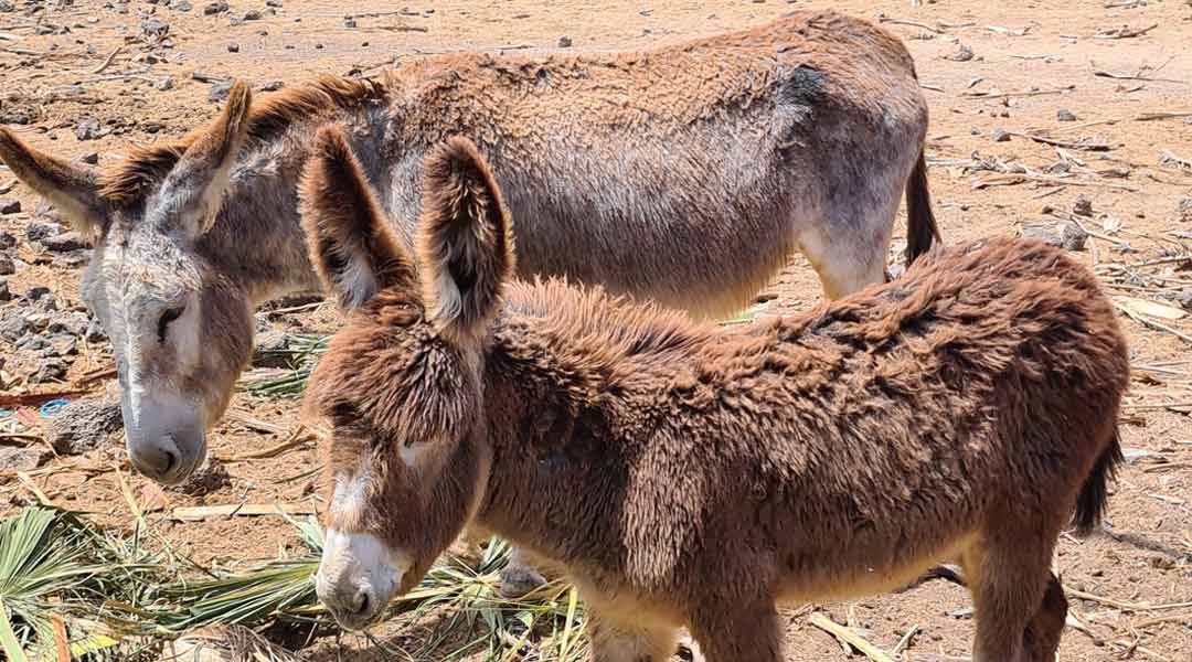 Tiere auf Fuerteventura Esel