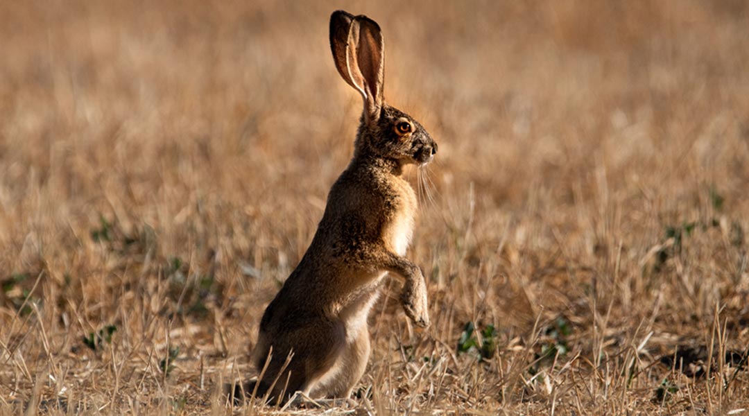 Tiere auf Fuerteventura: Hase-auf-Fuerteventura