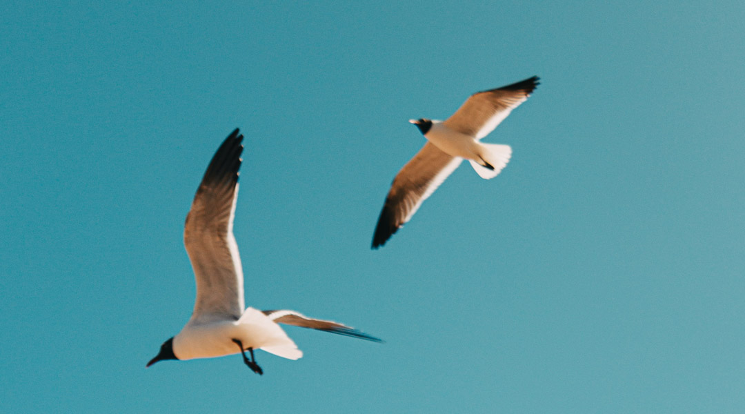 Tiere auf Fuerteventura: Vogel-auf-Fuerteventura