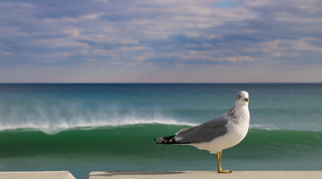 die perfekten bedingungen zum surfen möwe